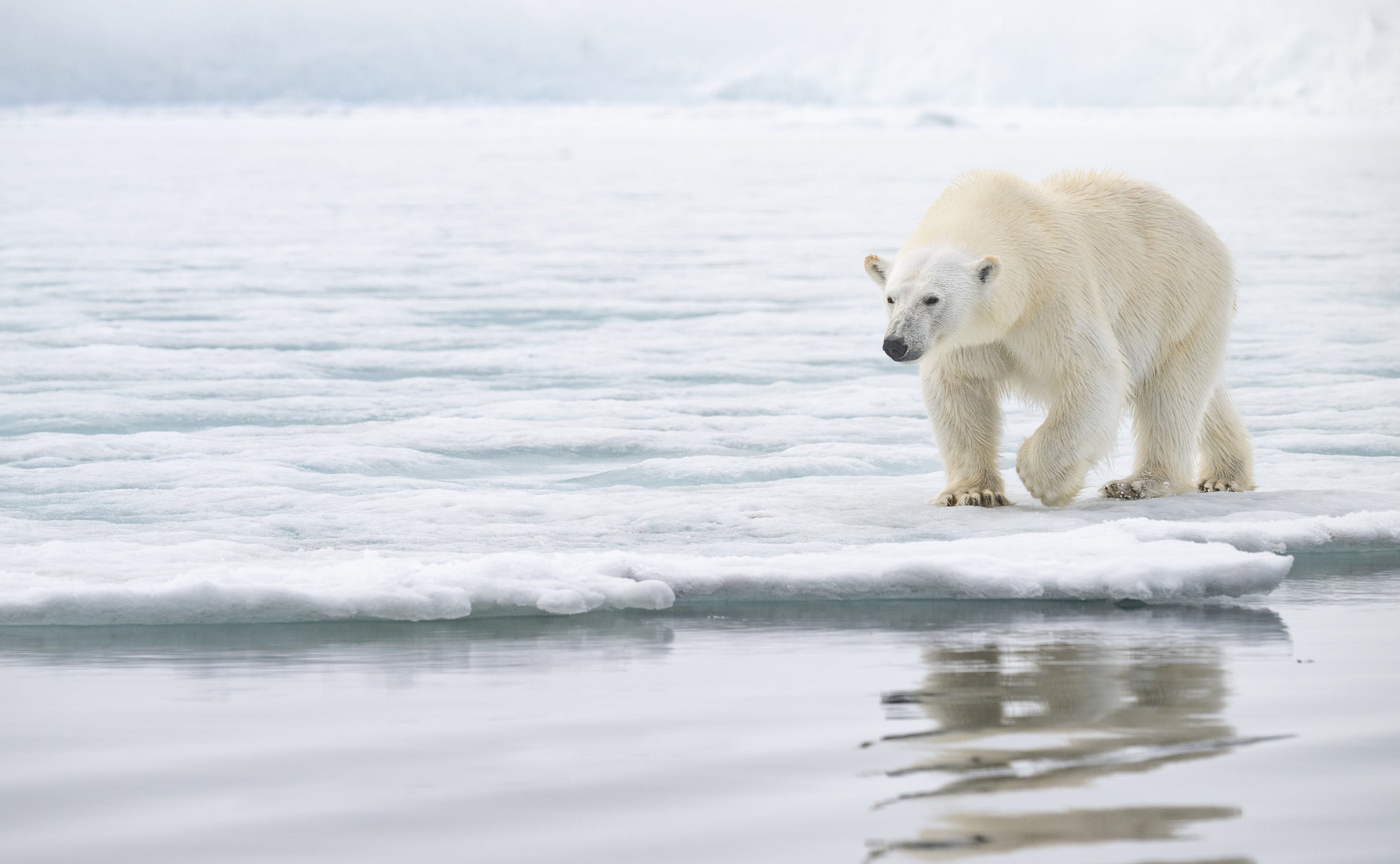 Witnessing Change: Environmental Shifts in the Polar Regions
