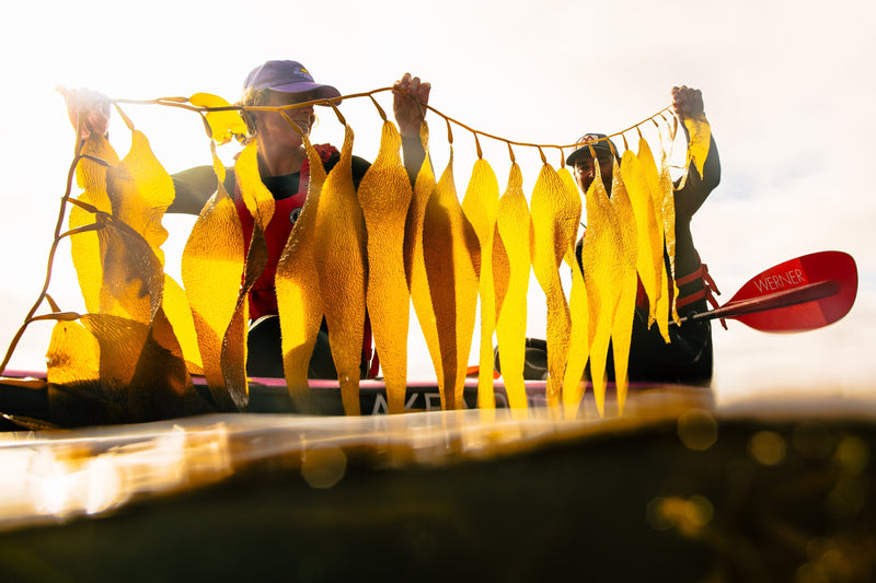 Kelp Forests, Youth Leaders, and Coastal Resilience